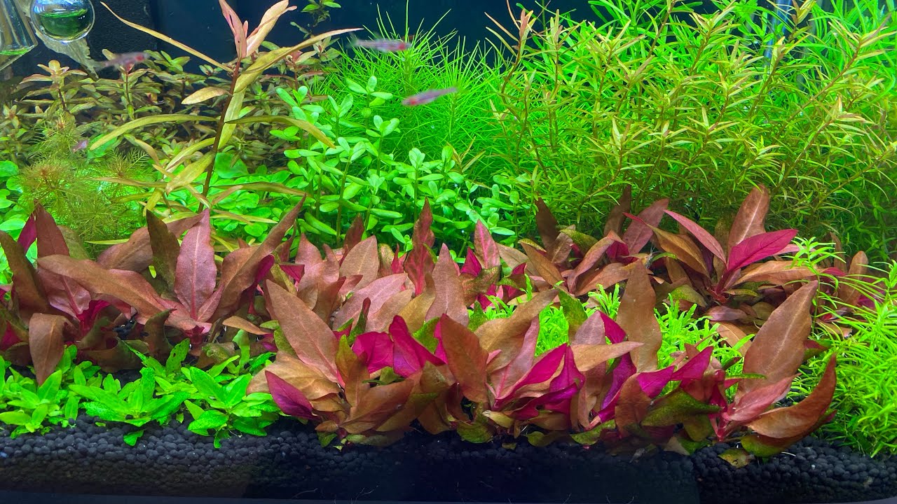 41 день после запуска. 10.02.2023. Аквариум Dennerle, что нового за прошедшую неделю.