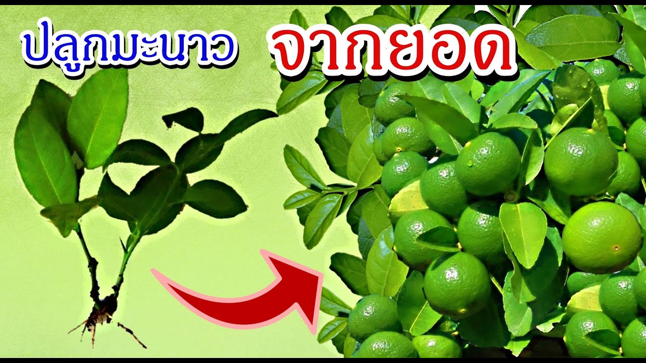 วิธีการปักชำกิ่งมะนาว มะกรูด ผลไม้ตะกูลส้ม ปักชำงายๆรากออกเยะ แชร์เทคนิคเพียบ