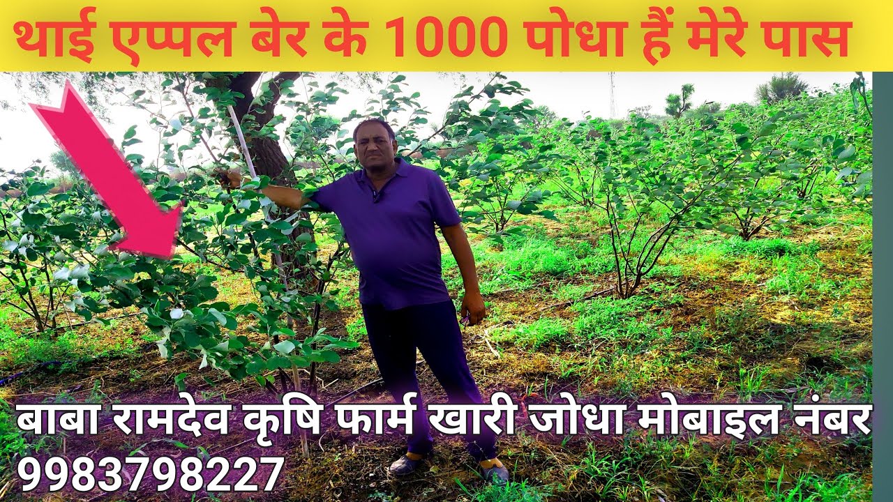 थाई एप्पल बेर बाबा रामदेव कृषि फार्म खारी जोधा नागौर Thai Apple  ber Baba Ramdev krshi farm khari