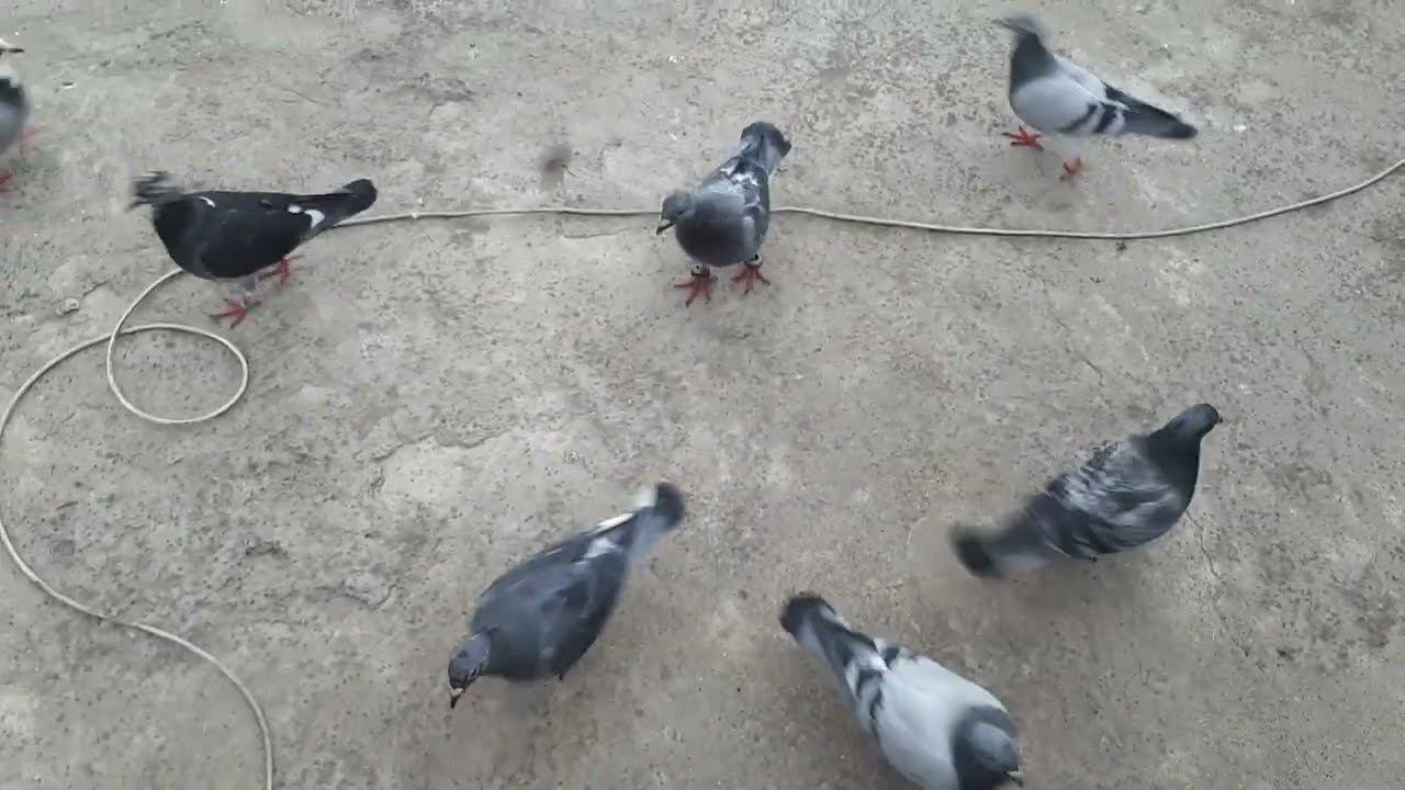 اذا عندك طيور اتحط🕊🕊 جرب هاي الطريقة وادعيلي✌✌