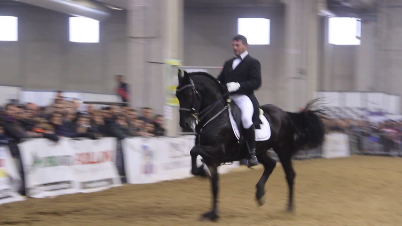 Loreto Scozzari Fieracavalli 2016