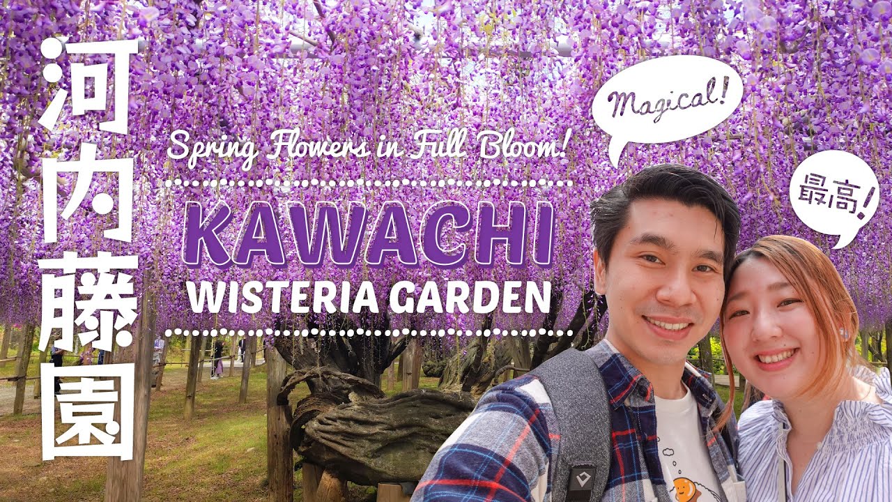 Kawachi Wisteria Garden, Magical Wisteria Tunnel Japan, known as Kawachi Fujien 河内藤園