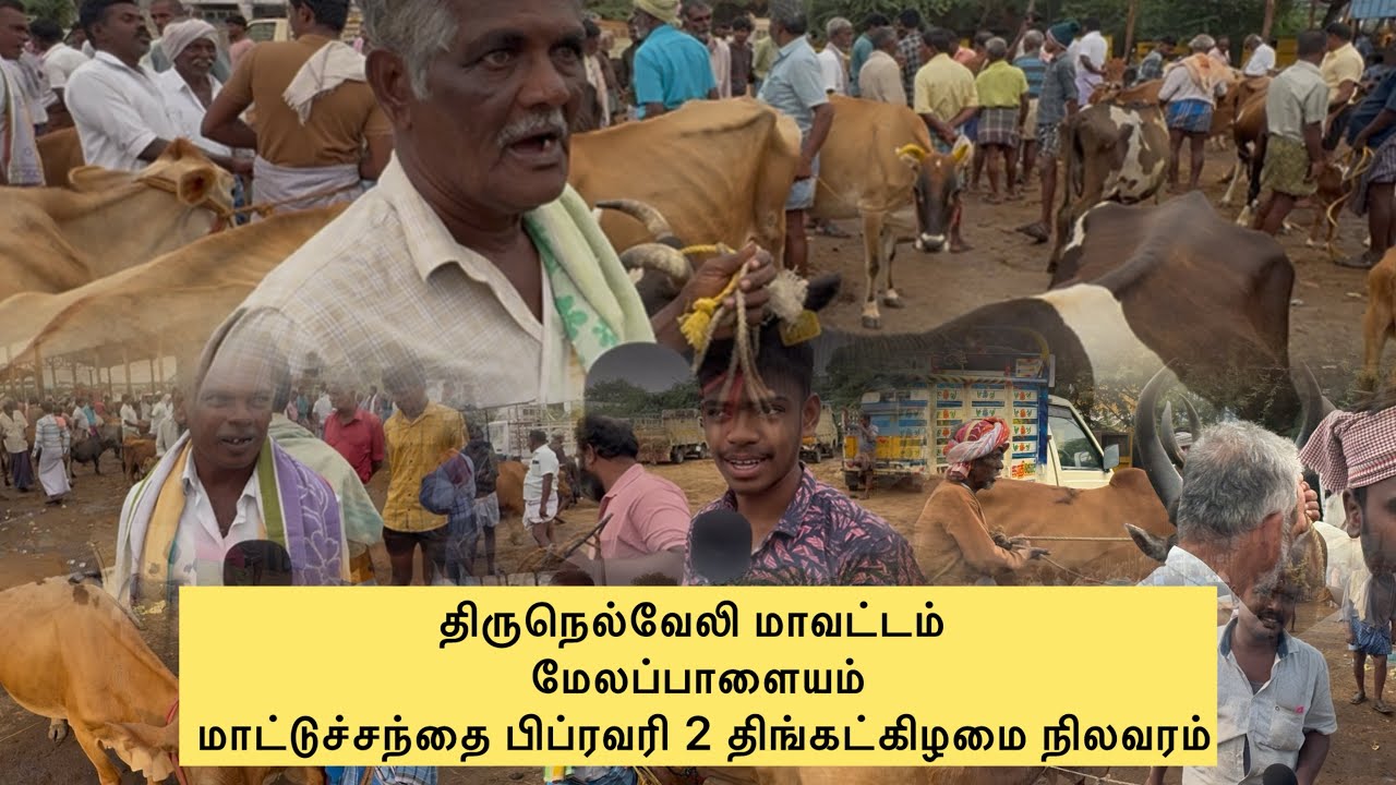 திருநெல்வேலி மாவட்டம் மேலப்பாளையம் மாட்டுச்சந்தை பிப்ரவரி 2 திங்கட்கிழமை நிலவரம்