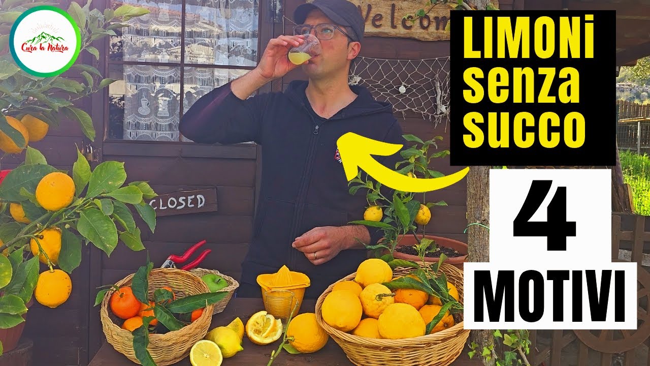 Limoni senza SUCCO - 4 motivi ESSENZIALI per avere dei limoni succosi e saporiti