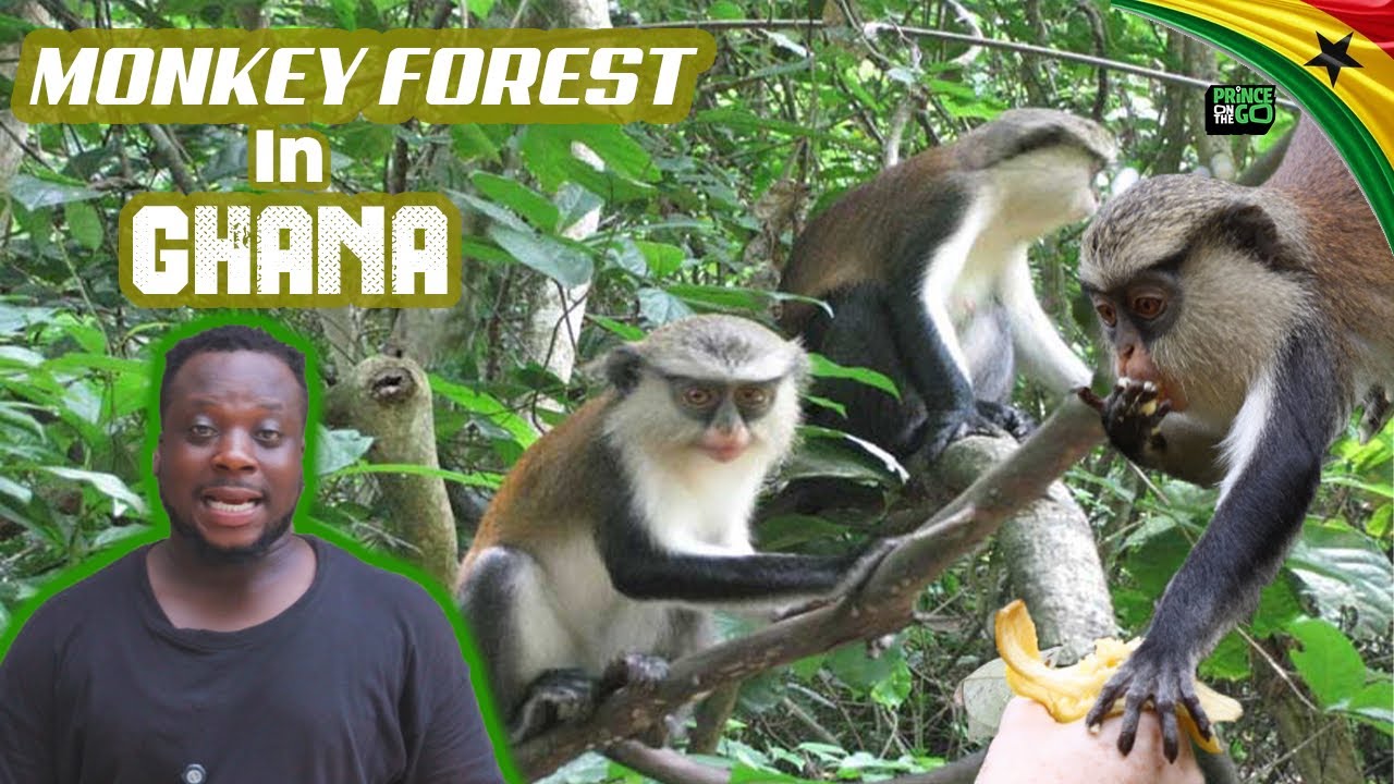 The Monkey Village In Ghana. A Community Surronded By Monekeys For Over 200 Years