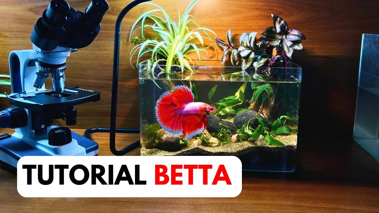 Acquario SENZA FILTRO per BETTA - Evita questi Errori