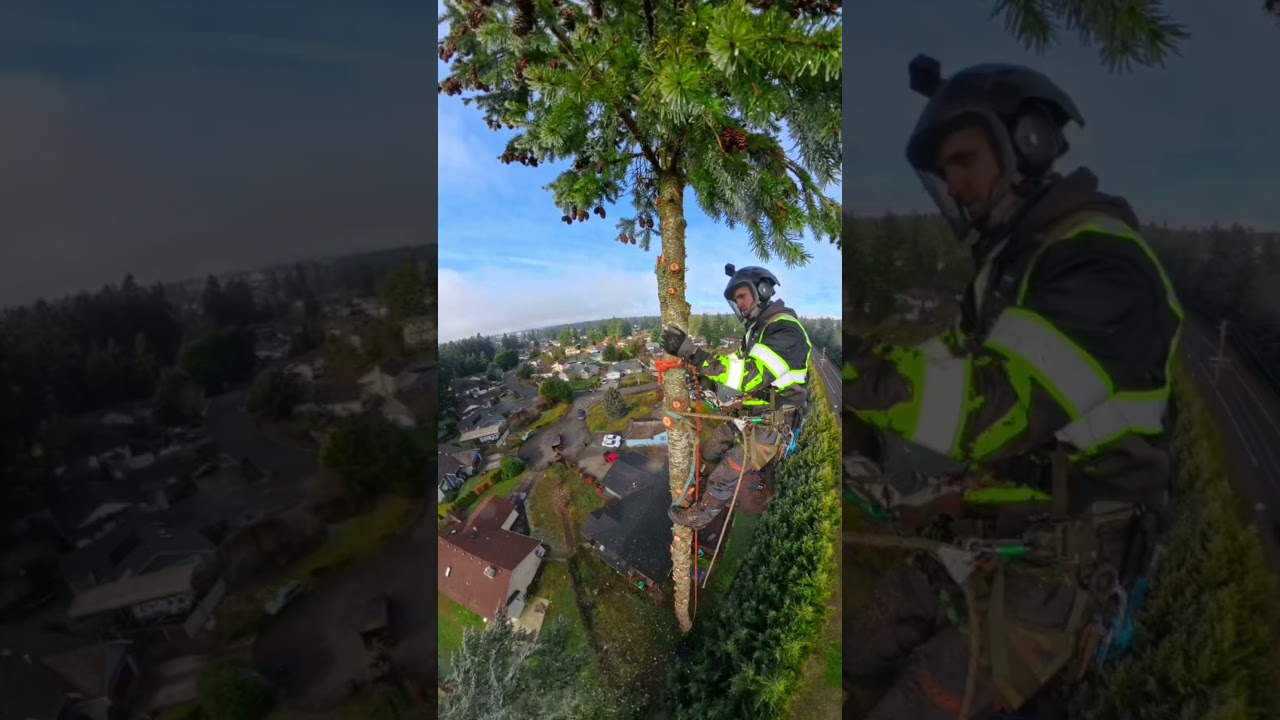130ft Tree Topping