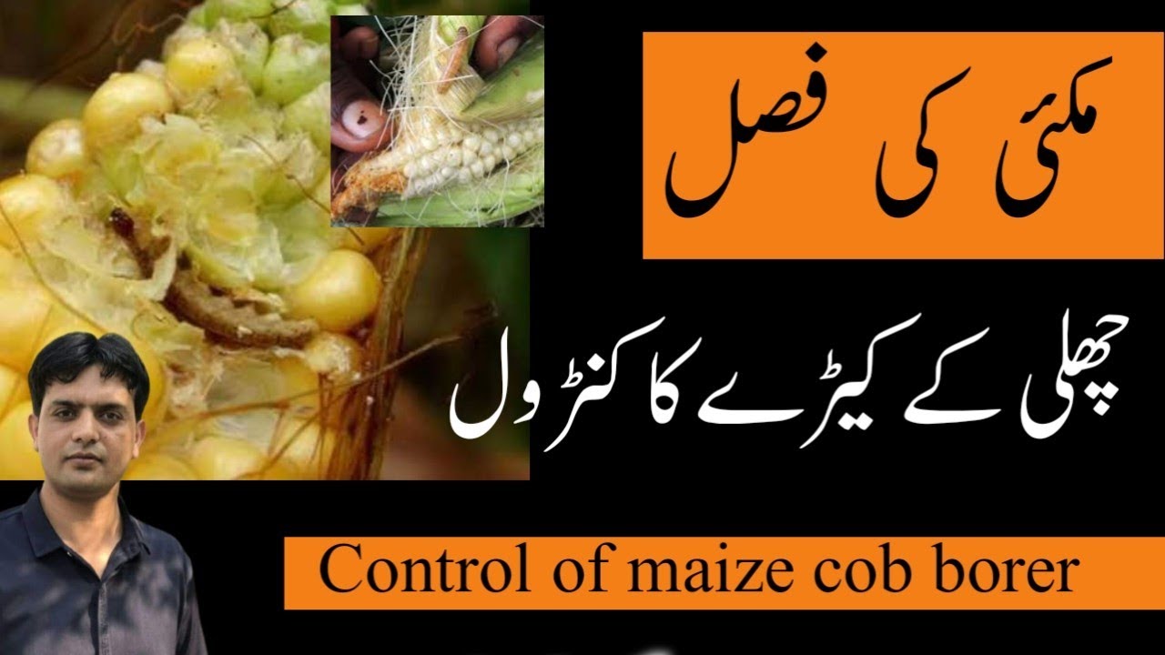 Control of maize cob borer | Chali k Kerry ka control | Dr. Jamil Shafi | Plant Clinics