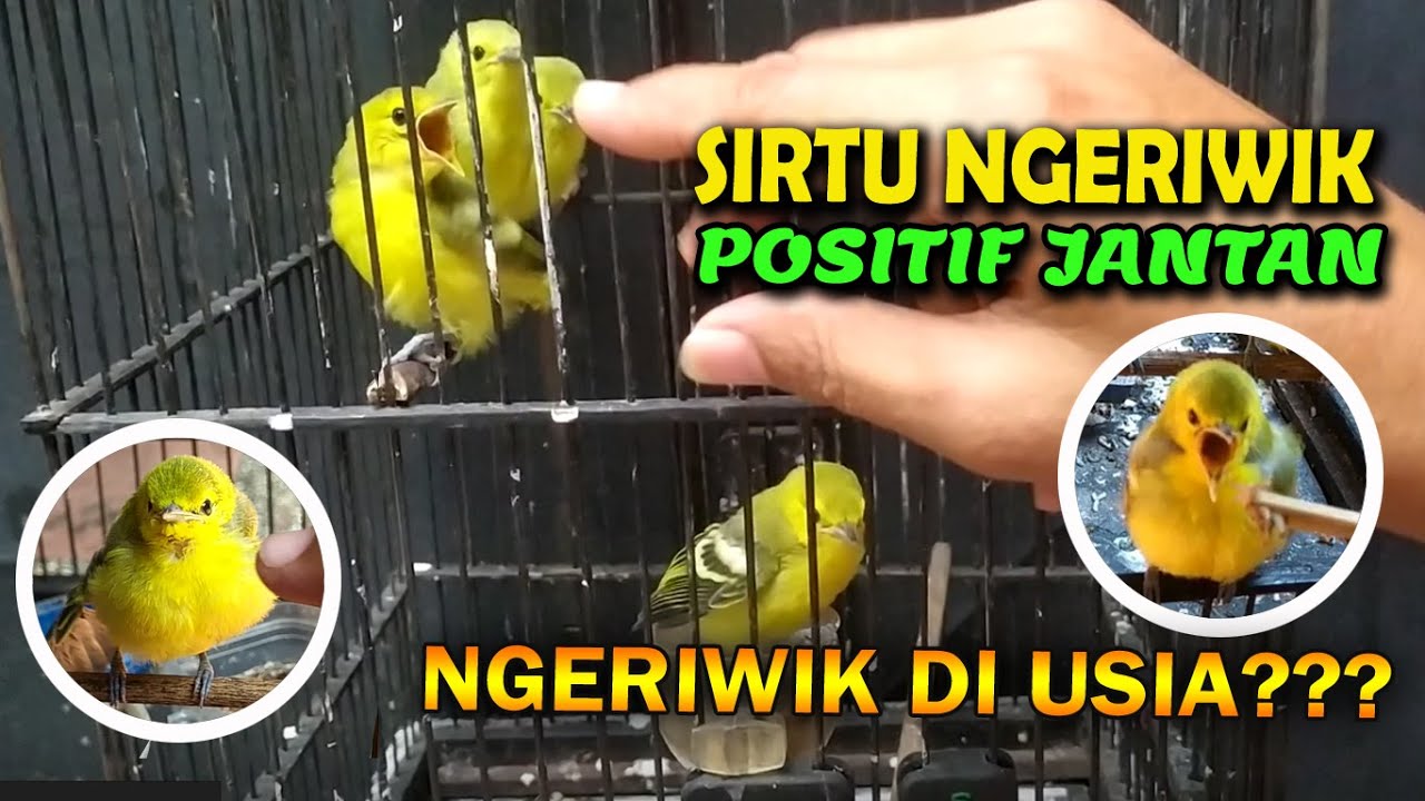 Usia berapa bulan anakan sirtu cipoh  mulai ngeriwik