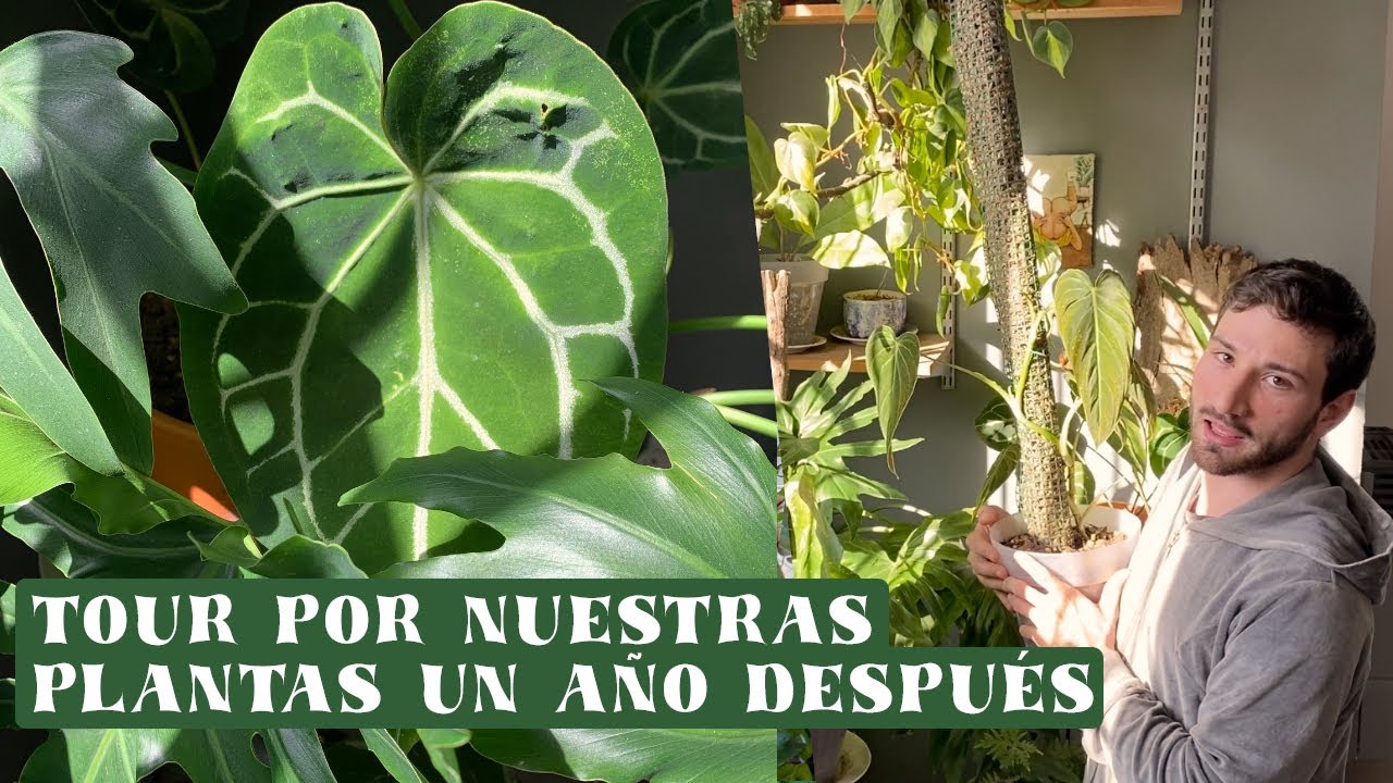 Tour de nuestras Plantas de Interior🥶 ¡Actualización invierno 2022!