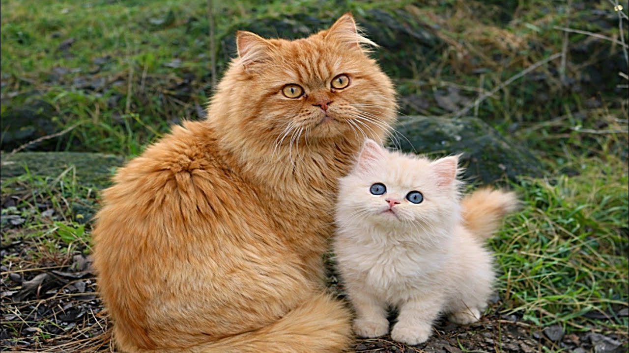 A Loving Mother Cat Walking With Her Cute Kitten Outdoors on Green Grass 💚🐾