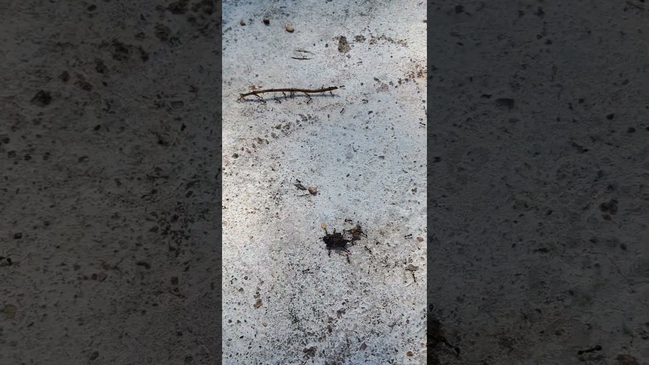 I No Nothing about technology  #motivation #inspiration #ant #ants #together #unity #united #diy