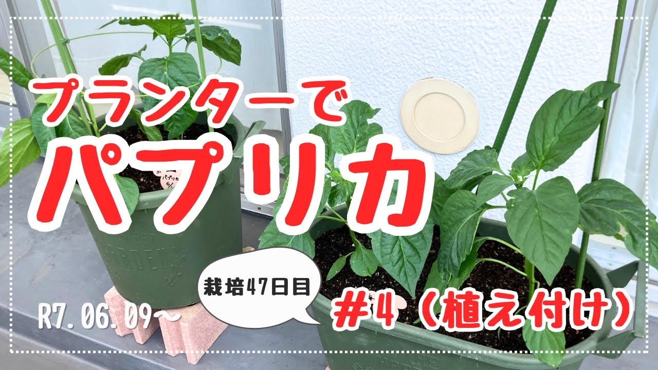 【おまけもみてね】パプリカをタネから栽培してみた#4
