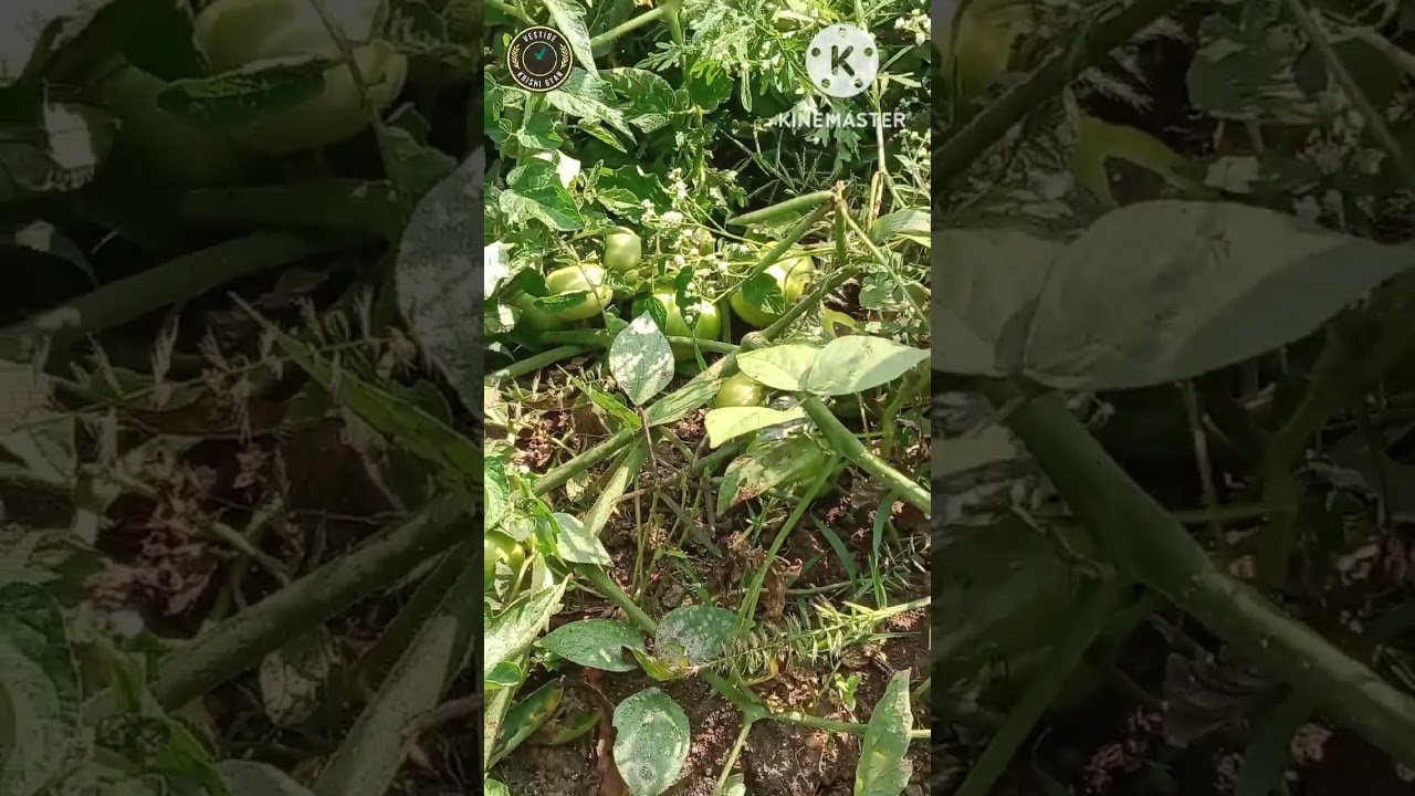 Vestige agri products use in spray|agri gold, moss, agri 82| 