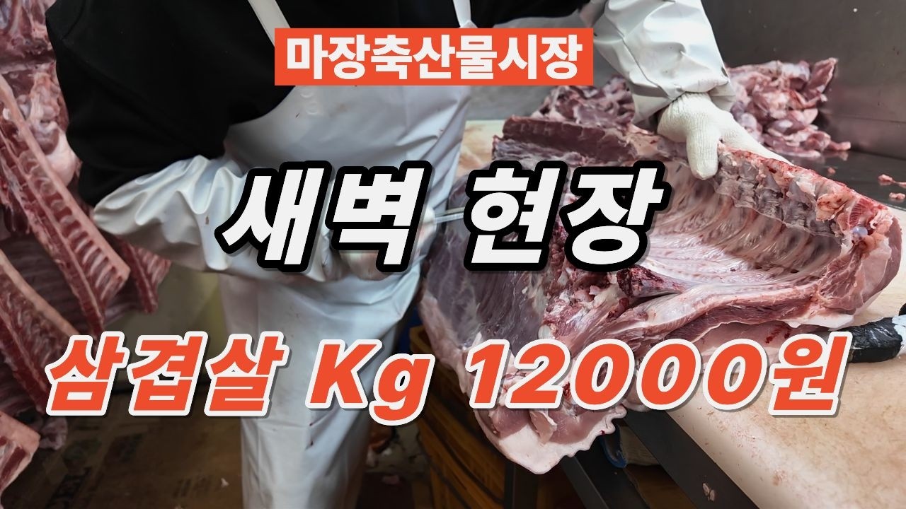 “마장동 가서 모르면 눈탱이 맞습니다! 새벽 3시 업자들만 아는 진짜 가격 공개”~!힐링여행