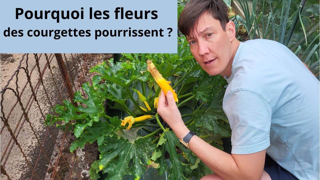 Pourquoi les fleurs des courgettes pourrissent ?
