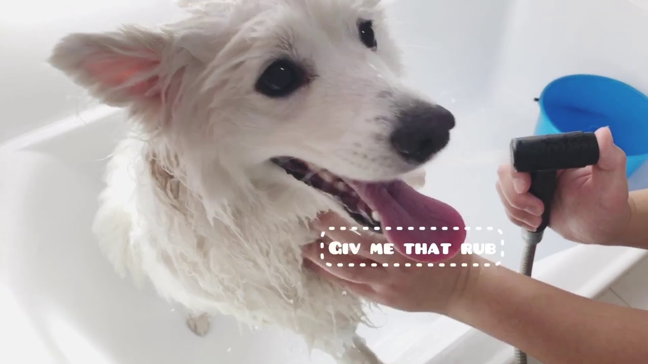 Wash and Dry Japanese Spitz between grooming