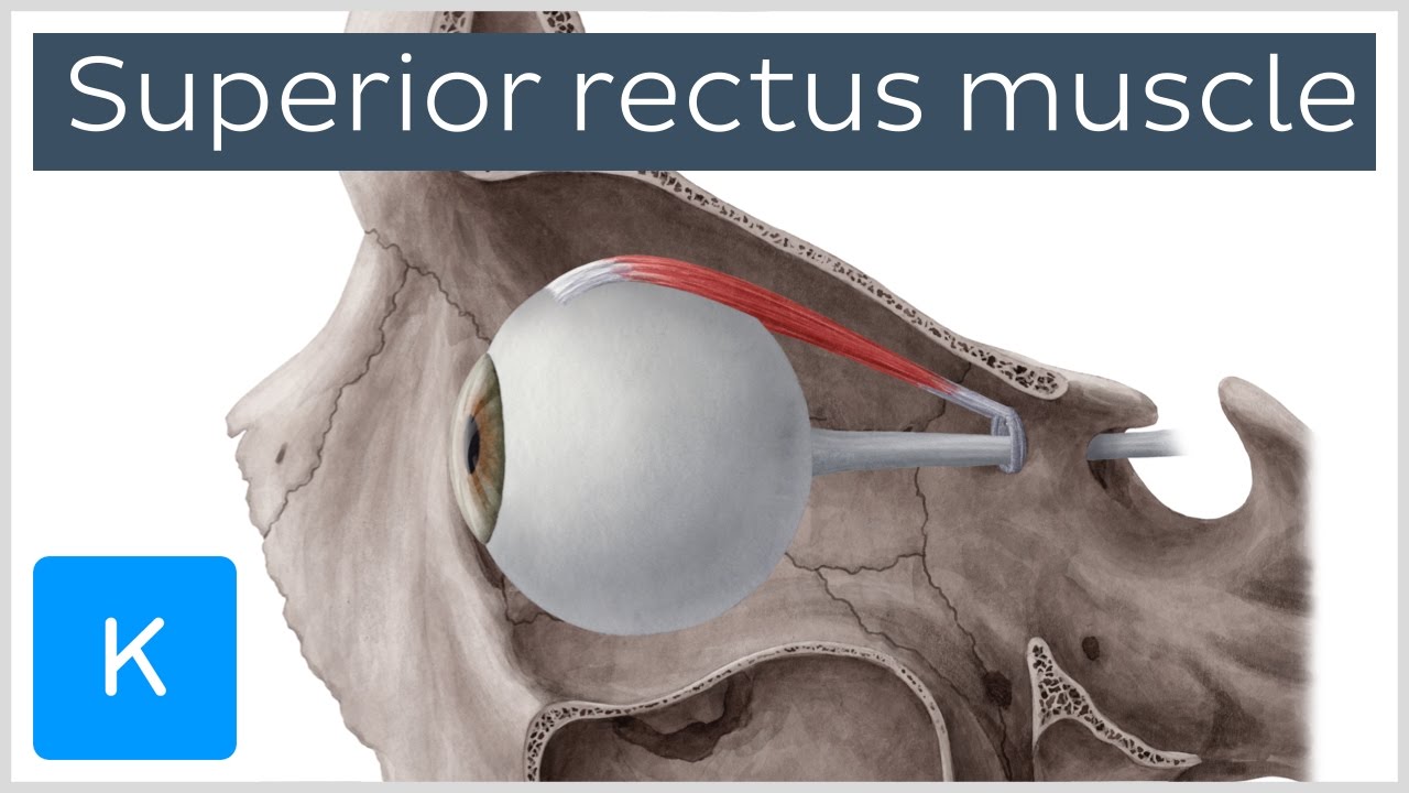 Superior Rectus Muscle of the Eye (preview) - Human Anatomy |&nbsp;Kenhub