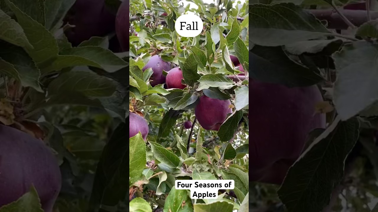 The Orchard #apple #organicfarming #countryside #farming #fruittrees #freshapple #lifecycles #farm