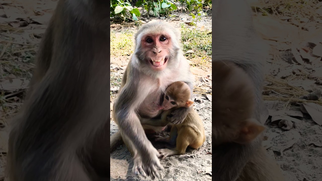 dudu pienge 🍼 cute monkey baby 🍼