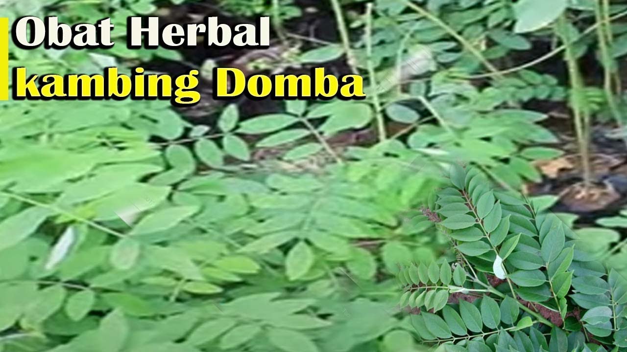 Aneka Tanaman Obat Untuk Kambing Domba