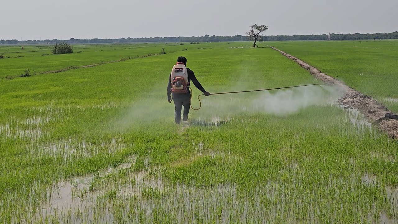 farmer spaying protect his rice 🌾🌾