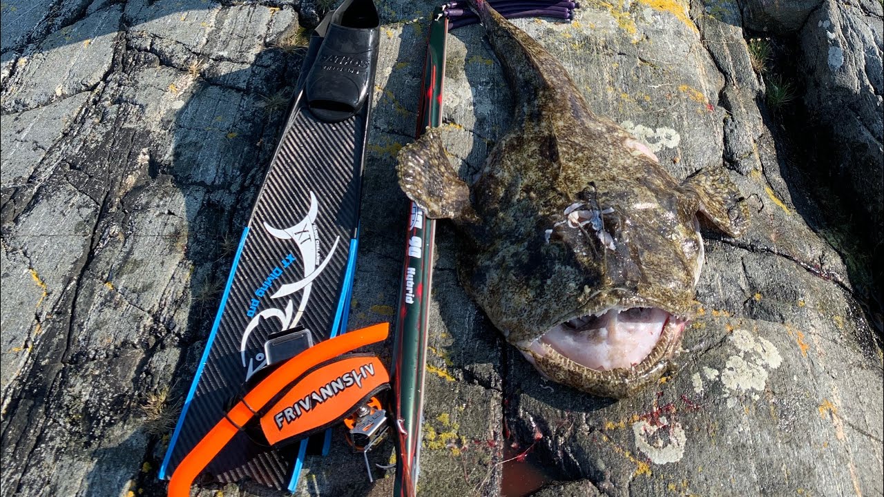 Kristiansund spearfishing Norway 🇳🇴 Breiflabb 17,5kg