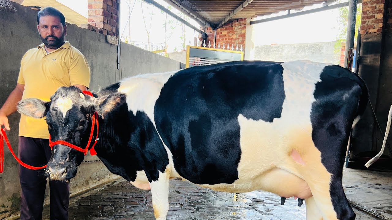 ਮੁੱਲ 32 ਹਜ਼ਾਰ 🔥2 ਸੂਈਆਂ ਵਹਿੜਾ 🔥1 ਗੱਬਣ ਵਹਿੜ-3 cow for sale #brardairyfarmmoga 