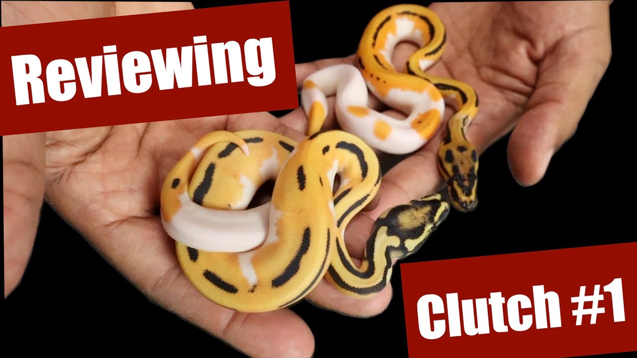 Ozzy IDing Clutch #1: Super OD Leopard Pied Het Desert Ghost x ODYB Leopard Het DG 50% Het Pied