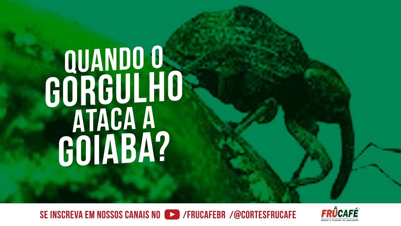 Qual &eacute; o Momento que o Gorgulho Ataca a Goiaba?