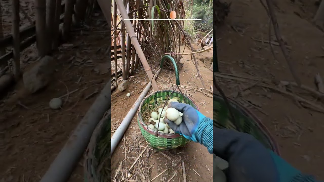 Immersive Egg Picking