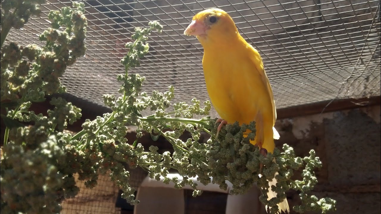 PLANTAS SILVESTRES QUE PODEMOS ENCONTRAR EN VERANO PARA NUESTROS PÁJAROS.