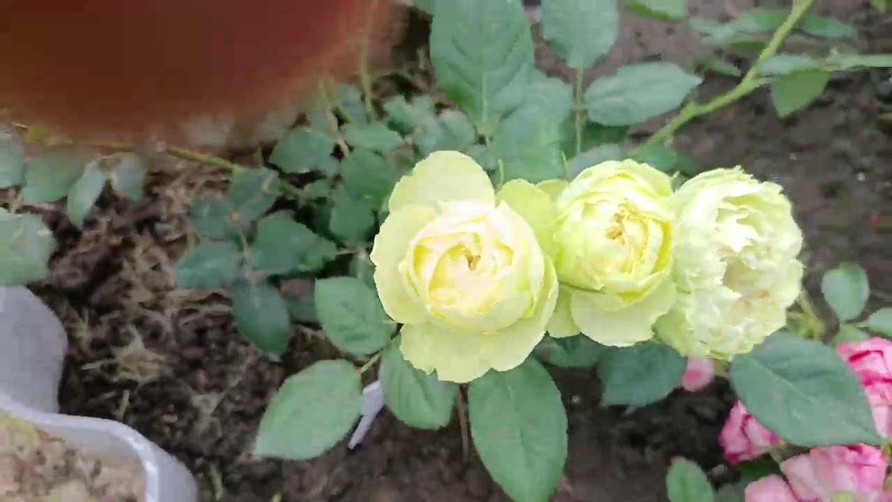 Холод, ливни, розы. 09.07.26.
