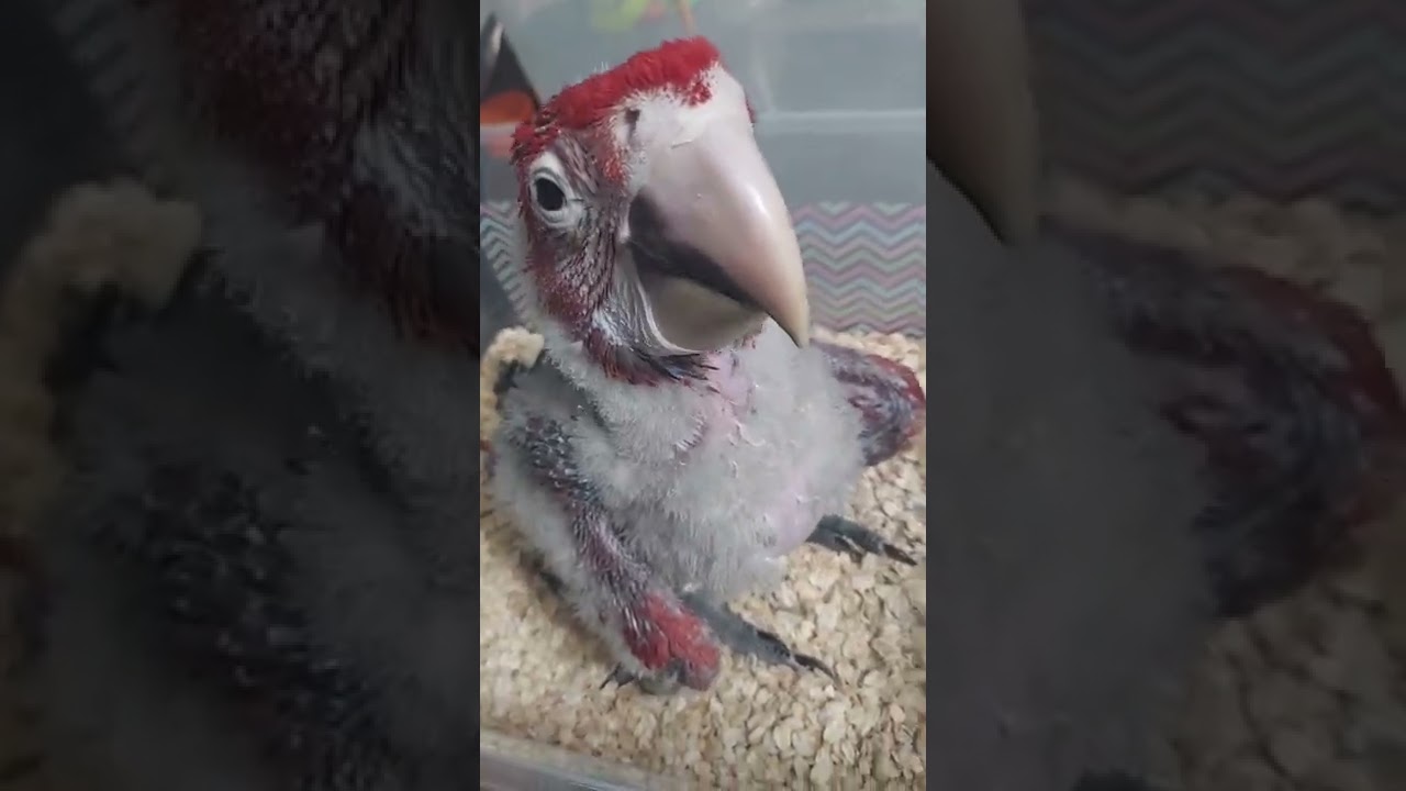 Green wing macaw,babies,5# & #6