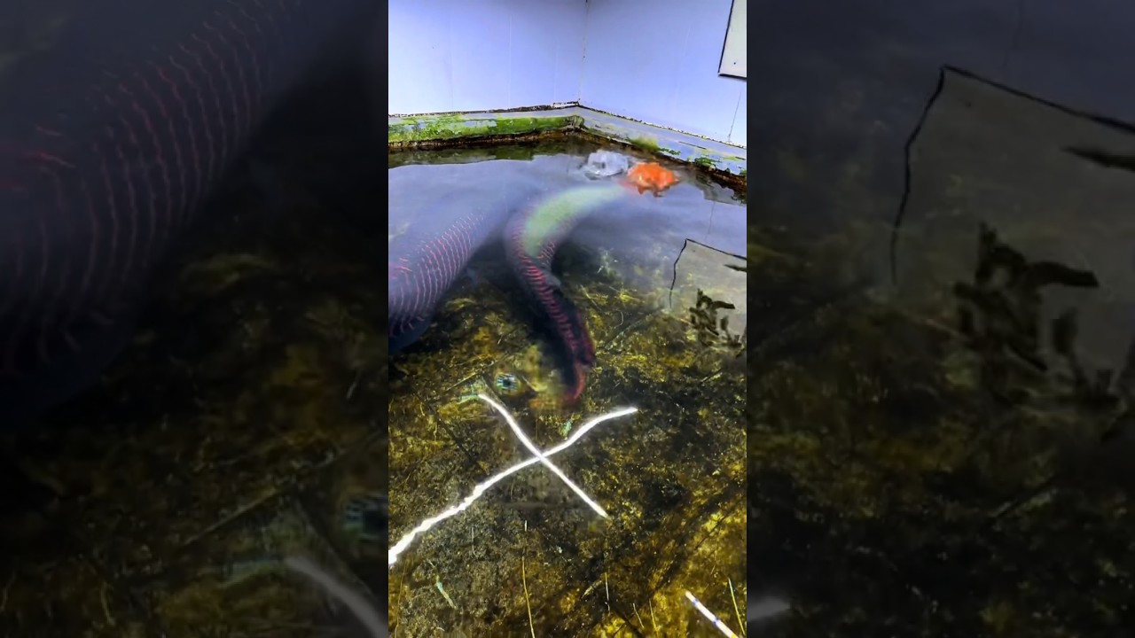 Arapaima monster 🤯 fish attack 