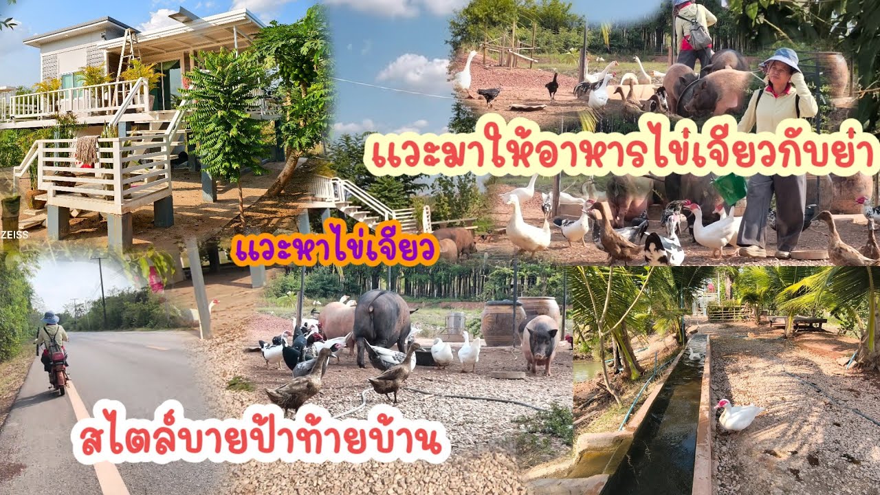 วันนี้มาเพื่อนยาอชิบ้านไข่เจียว