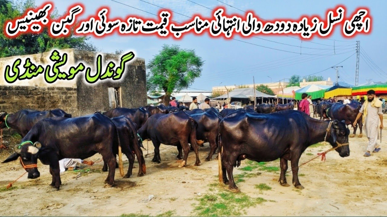 Gondal Mandi latest update 26 Aug 2025!Murrah buffalo for sale latest video!First timer buffalo!