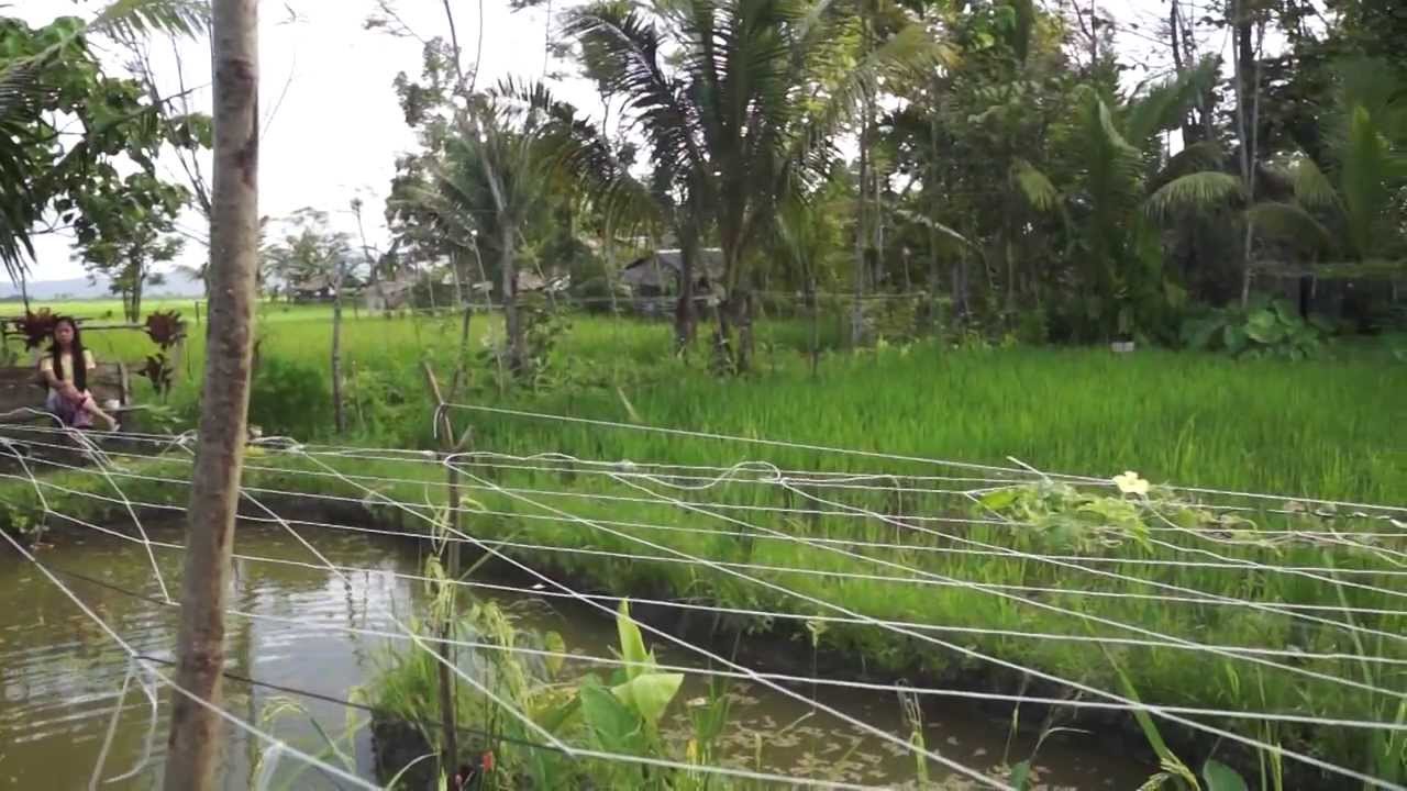 Rice-Fish System