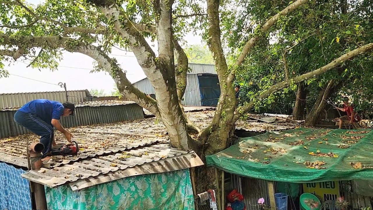 Cưa cây Sắn Thuyền ở vị trí quá khó / Sawing the Cassava Tree in a Difficult Position | T834