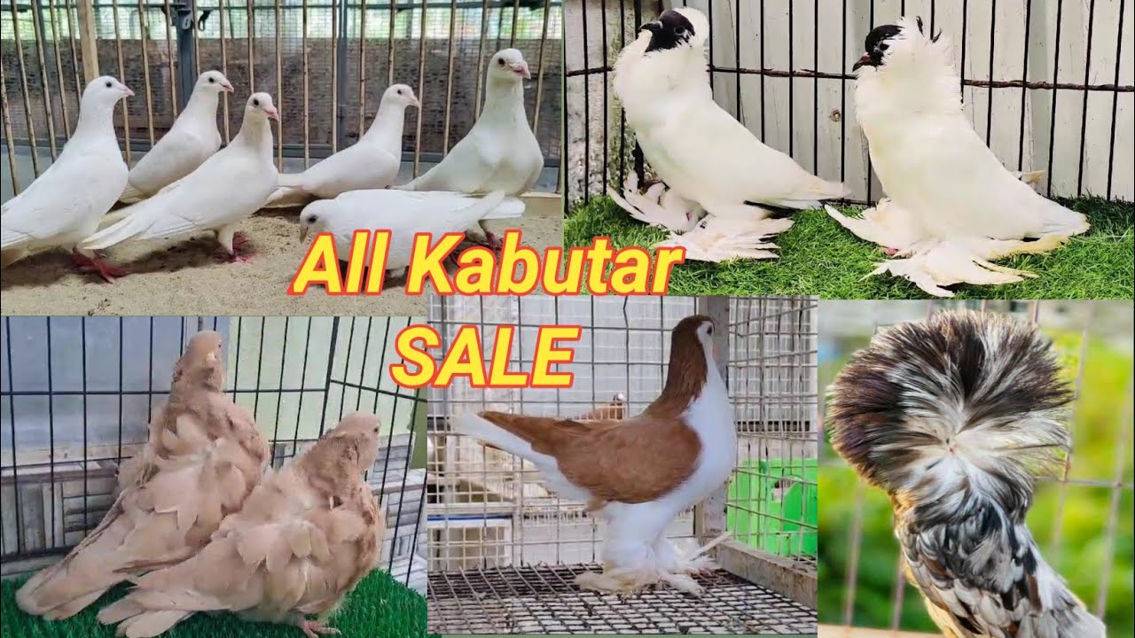 Kabutar Sale Video | Fancy Pigeon Video | Indian Pigeons Video | Pigeon Farming | Kabutar Lover
