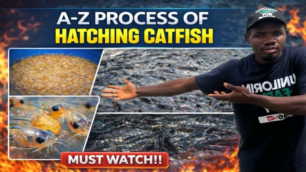 ALL YOU MUST KNOW ABOUT CATFISH HATCHING.
