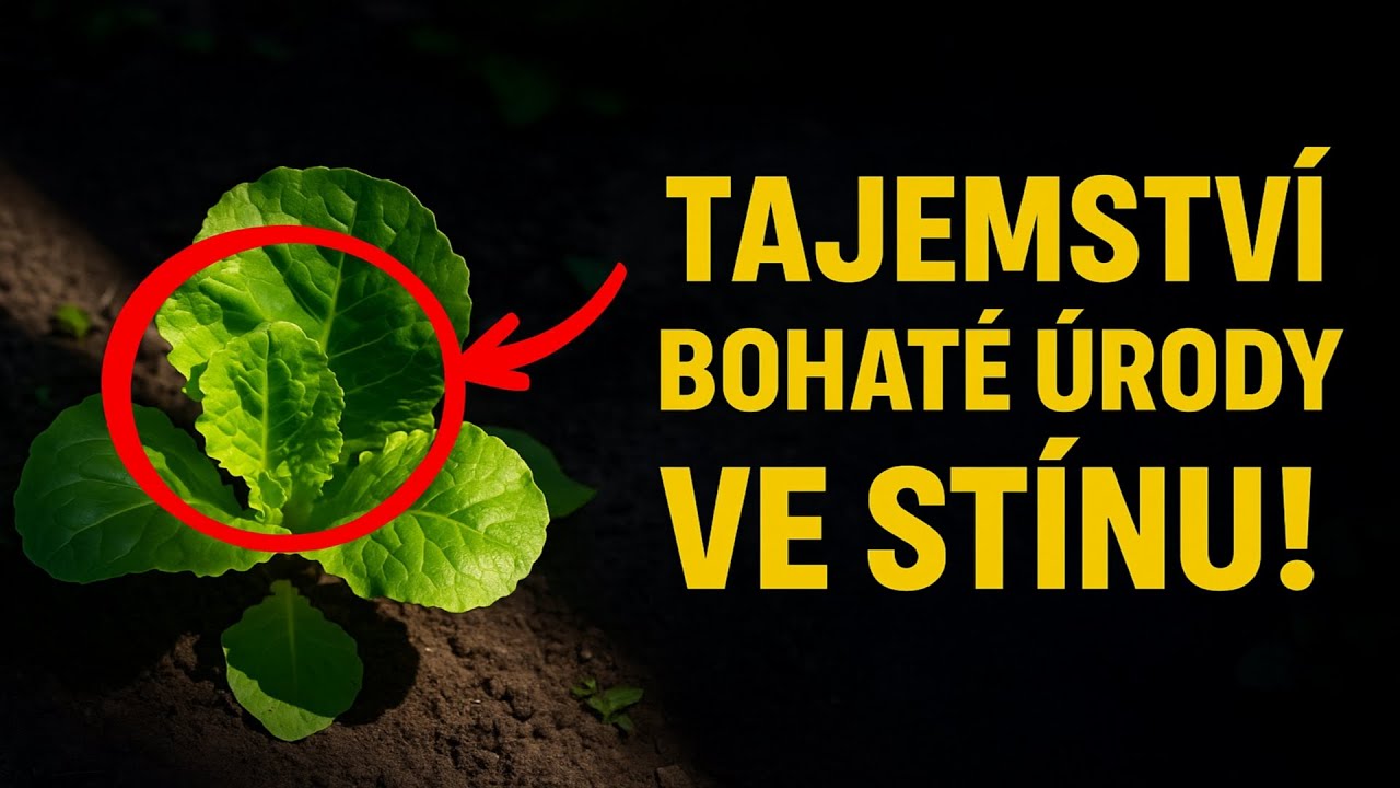 Tajemstv&iacute; bohat&eacute; &uacute;rody ve st&iacute;nu: 10 druhů zeleniny, kter&eacute; v&aacute;m zku&scaron;en&iacute; zahradn&iacute;ci neprozrad&iacute;.