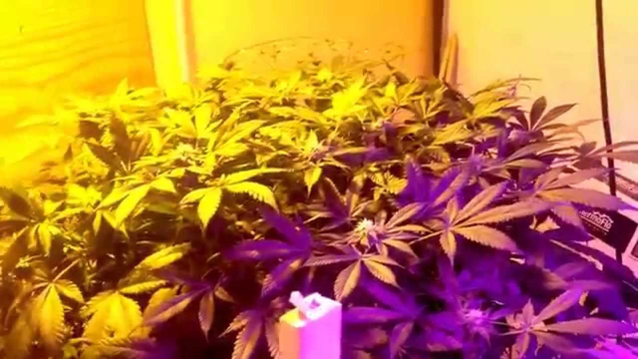 The 600hps and black Dog 700-U update
