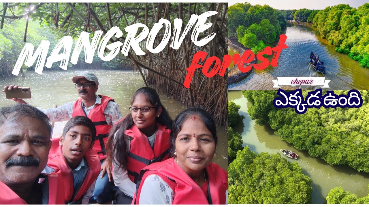 Mangrove Forest ||Mangrove Forest Pondicherry ||Pondicherry