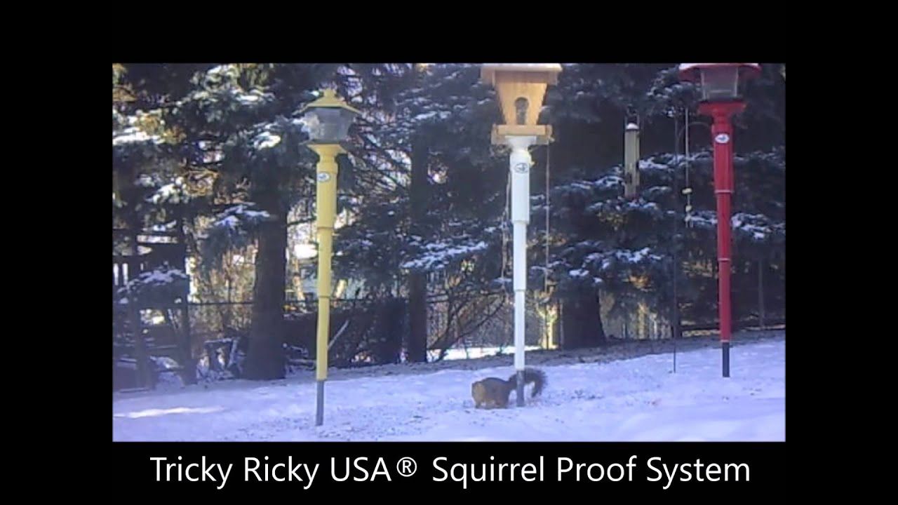 Tricky Ricky Bird Feeder Protector &ndash; 100% Squirrel Proof &ndash; GUARANTEED!
