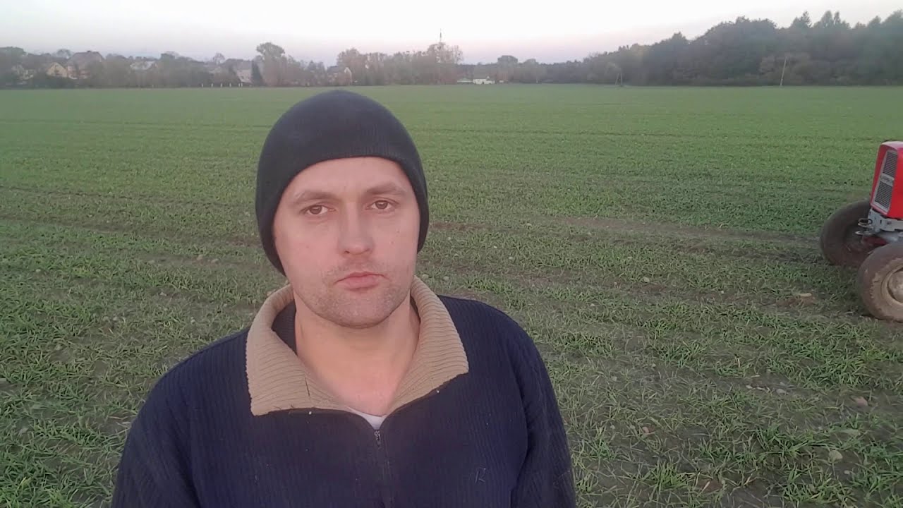 Zabiegi jesienne w zbożach ozimych