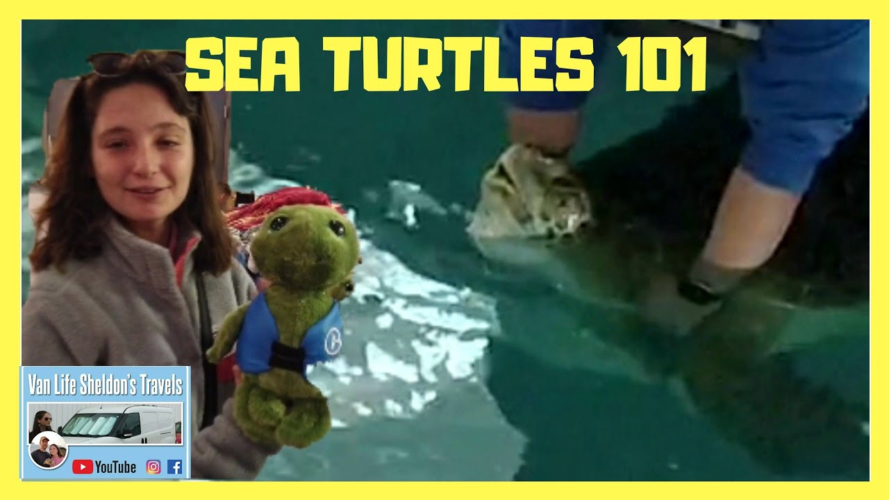 SEA TURTLES 101. TURTLE TALK AT THE CLEARWATER MARINE AQUARIUM FLORIDA. VANLIFE TRAVEL VLOG.