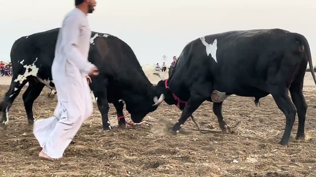 التنين & الونان