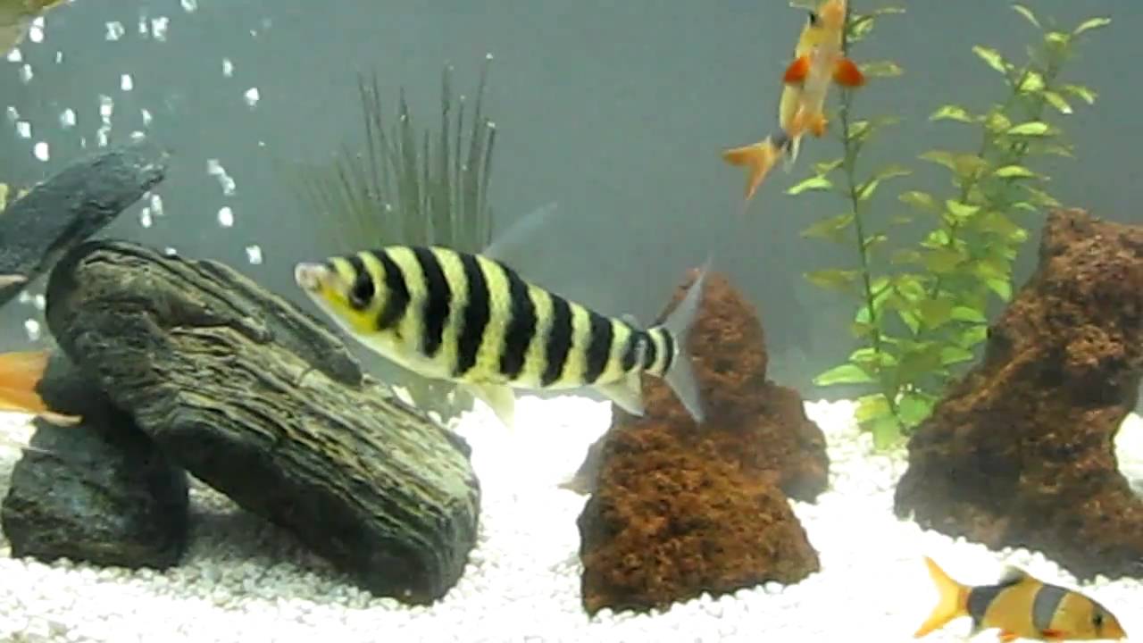 My 55 Gallon Fishtank