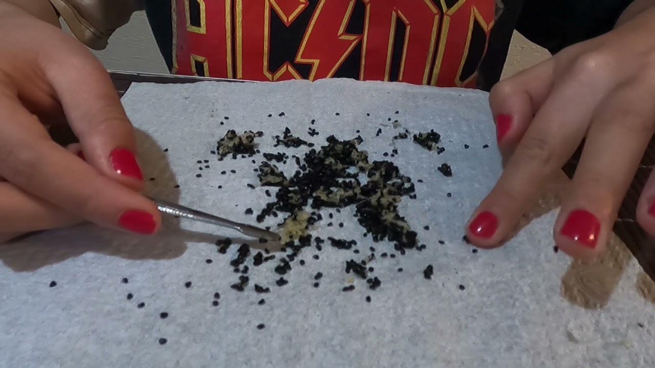 Cómo germinar semillas de biznaga